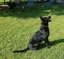 Raven Miracle Rajan Shepherd (Raven)