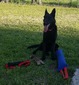 Raven Shadow III (Raven)